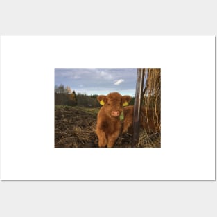 Scottish Highland Cattle Calf 1576 Posters and Art